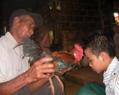 Kayah_Karenni Rooster